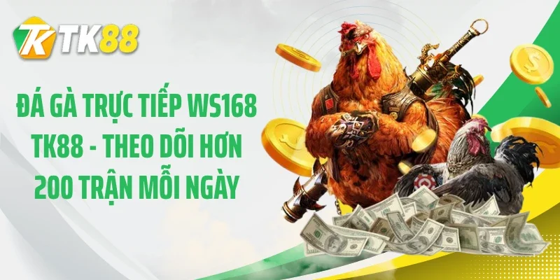 Đá Gà Trực Tiếp WS168 TK88 - Theo Dõi Hơn 200 Trận Mỗi Ngày