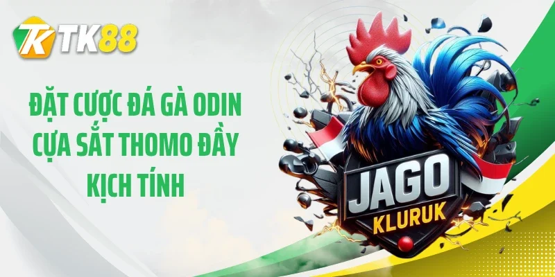 Đặt cược đá gà ODIN cựa sắt Thomo đầy kịch tính