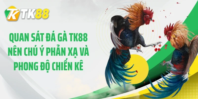Quan sát đá gà TK88 nên chú ý phản xạ và phong độ chiến kê
