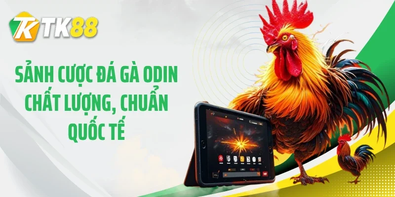 Sảnh cược đá gà ODIN chất lượng, chuẩn quốc tế