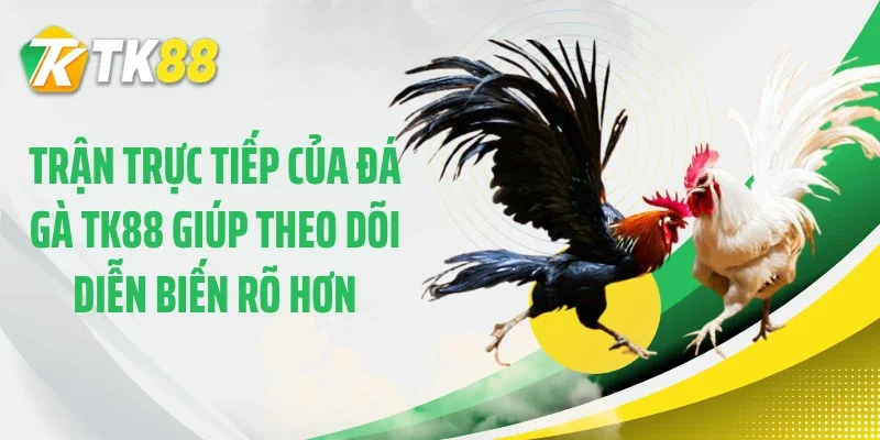 Trận trực tiếp của đá gà TK88 giúp theo dõi diễn biến rõ hơn